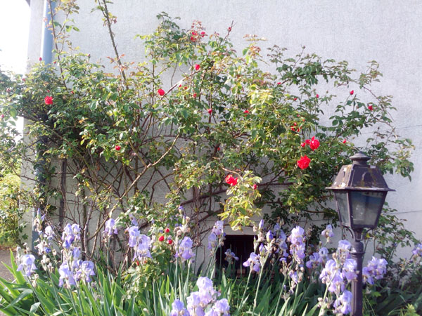iris et rosier